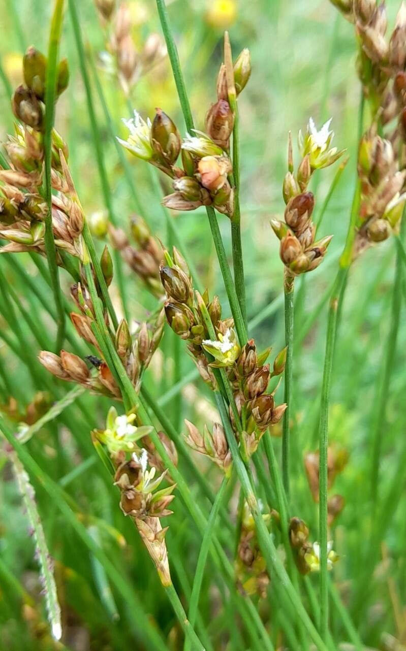 Juncus dichotomus flower