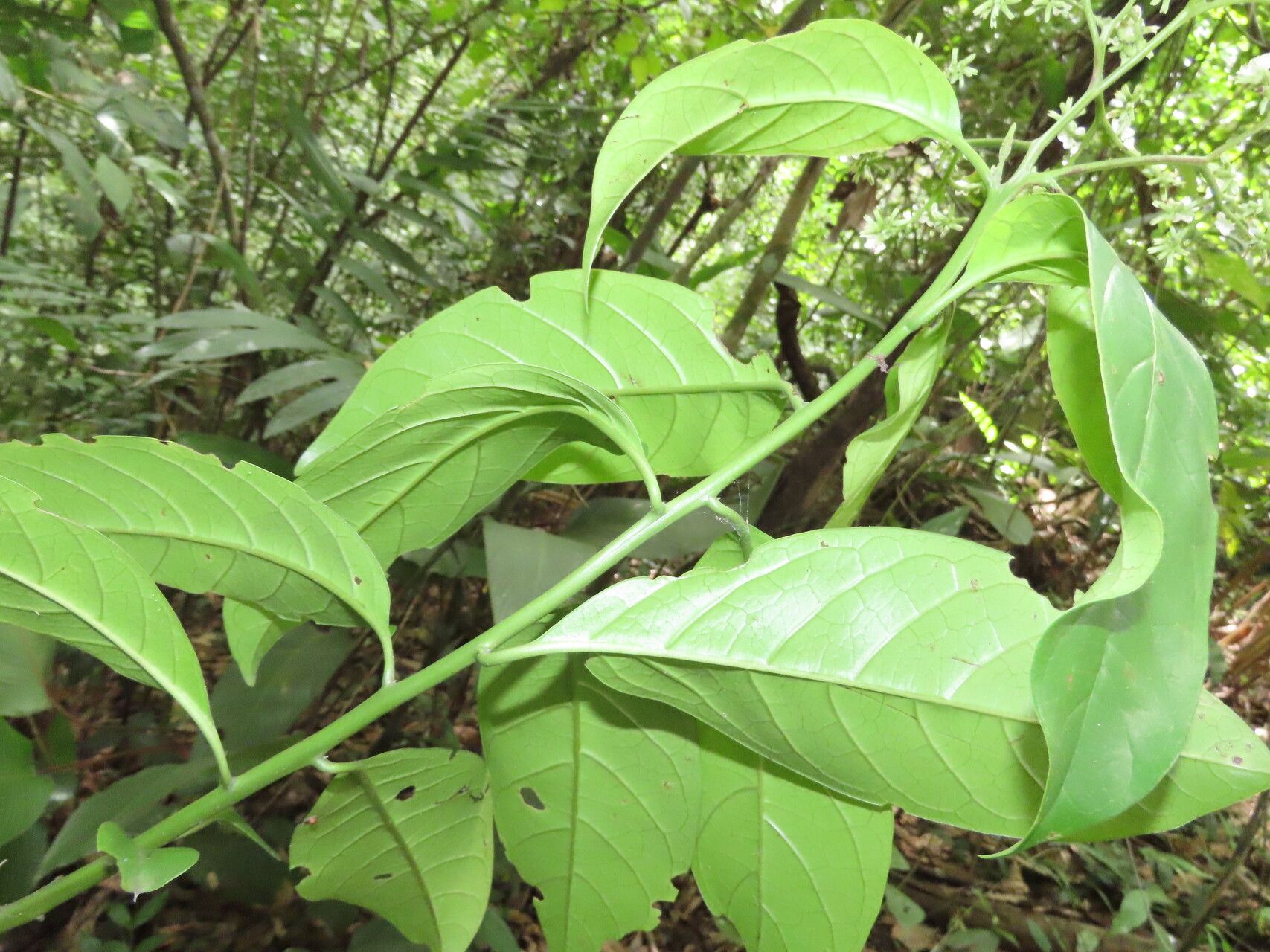 Heliotropium verdcourtii — search result for 'Heliotropium'