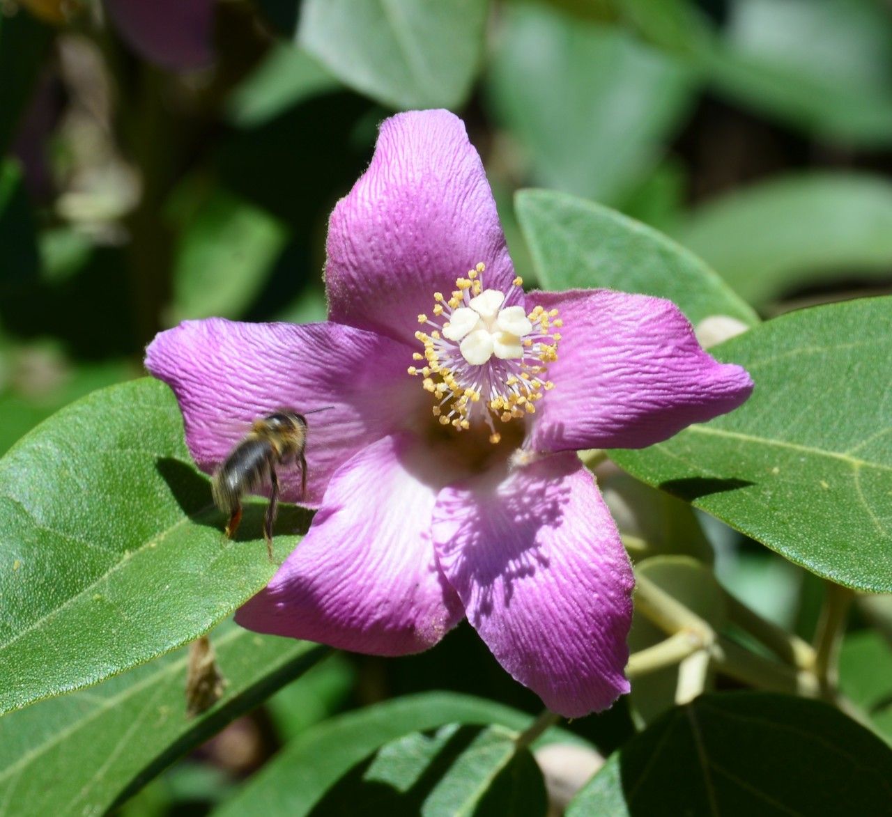 Lagunaria patersonii flower