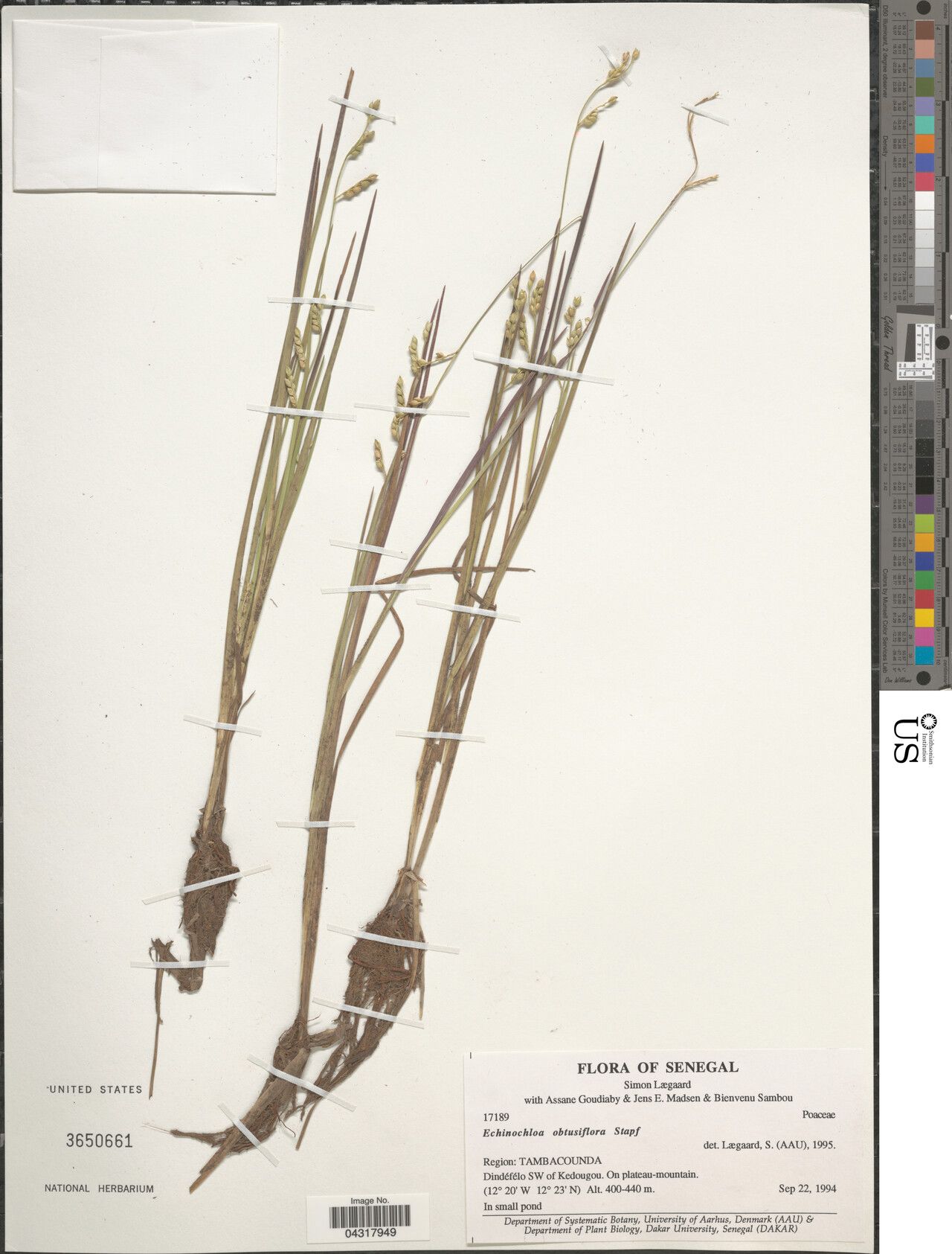 Echinochloa obtusiflora — houseplant care guide