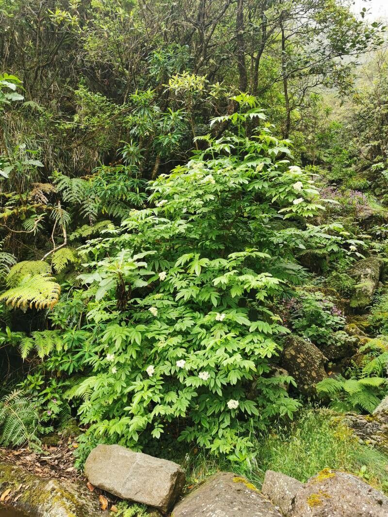 Sambucus lanceolata habit