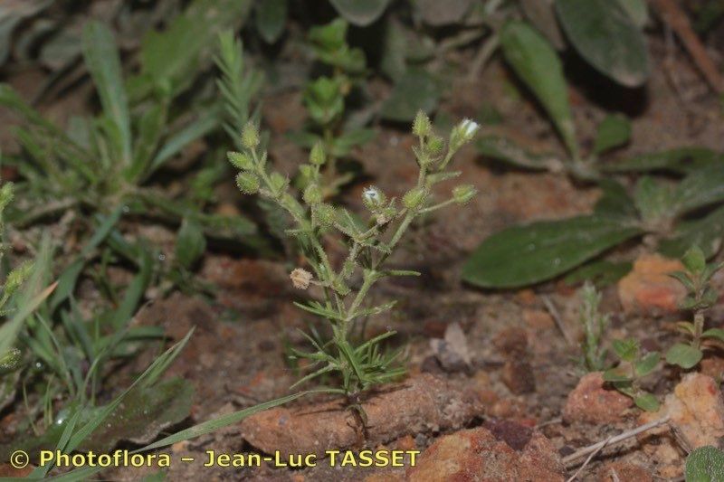 Arenaria emarginata habit
