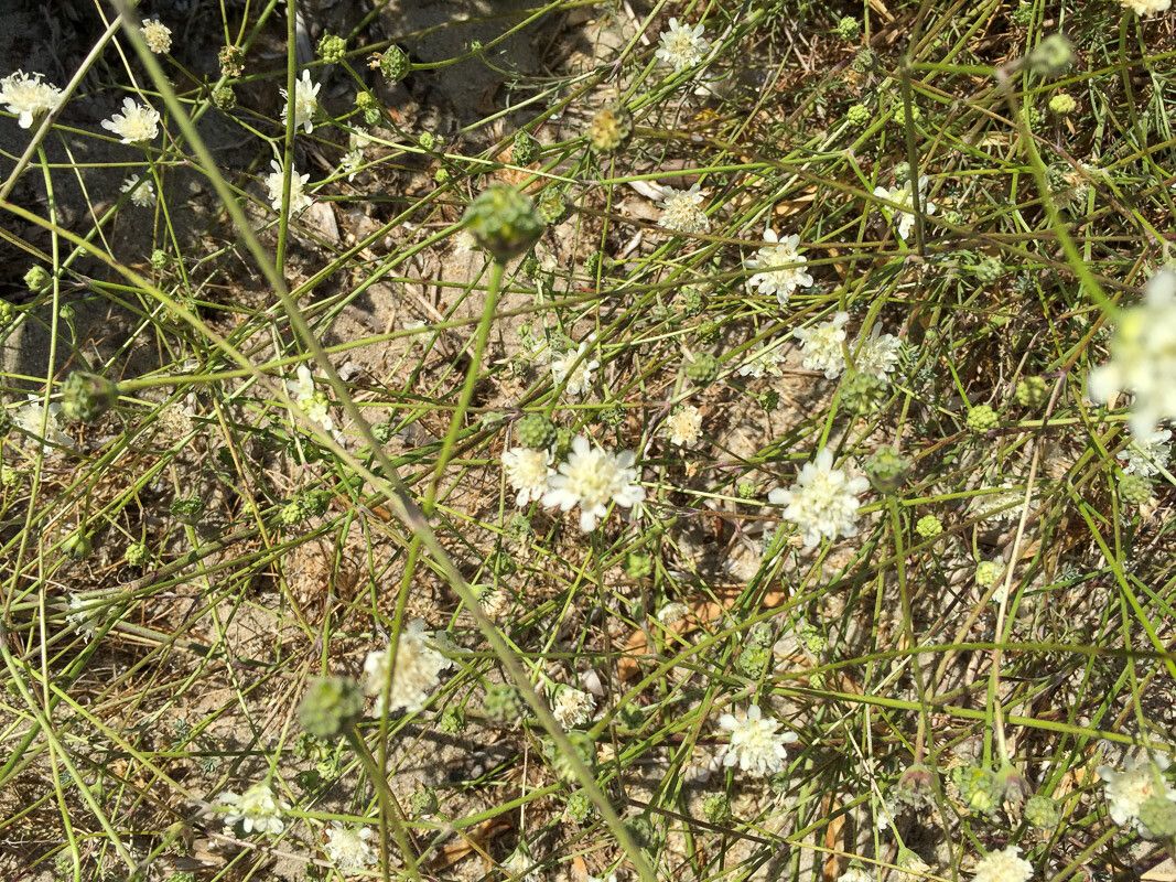 Lomelosia rutifolia flower