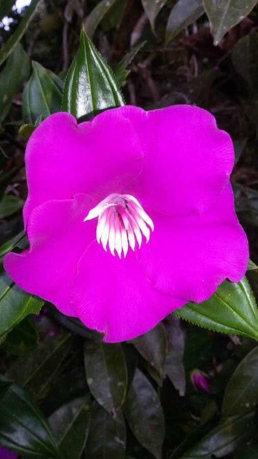 Meriania speciosa flower