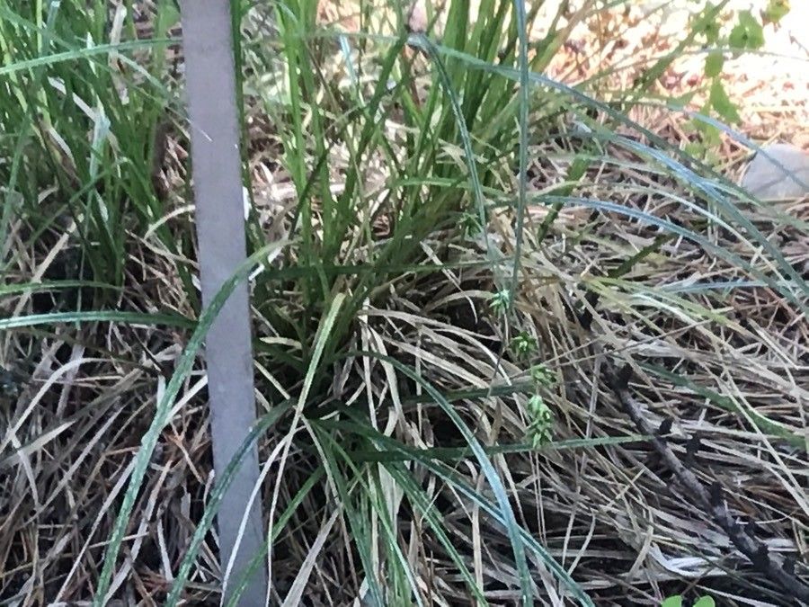 Carex paulo-vargasii — houseplant care guide