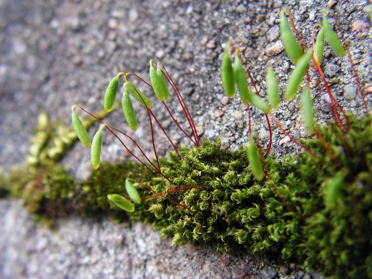 Ptychostomum capillare habit