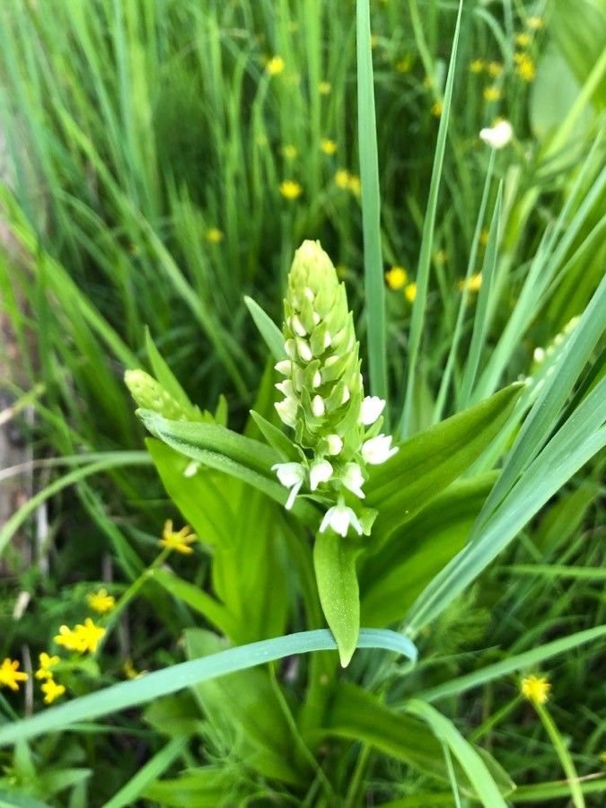 Platanthera dilatata — search result for 'Orchidaceae'