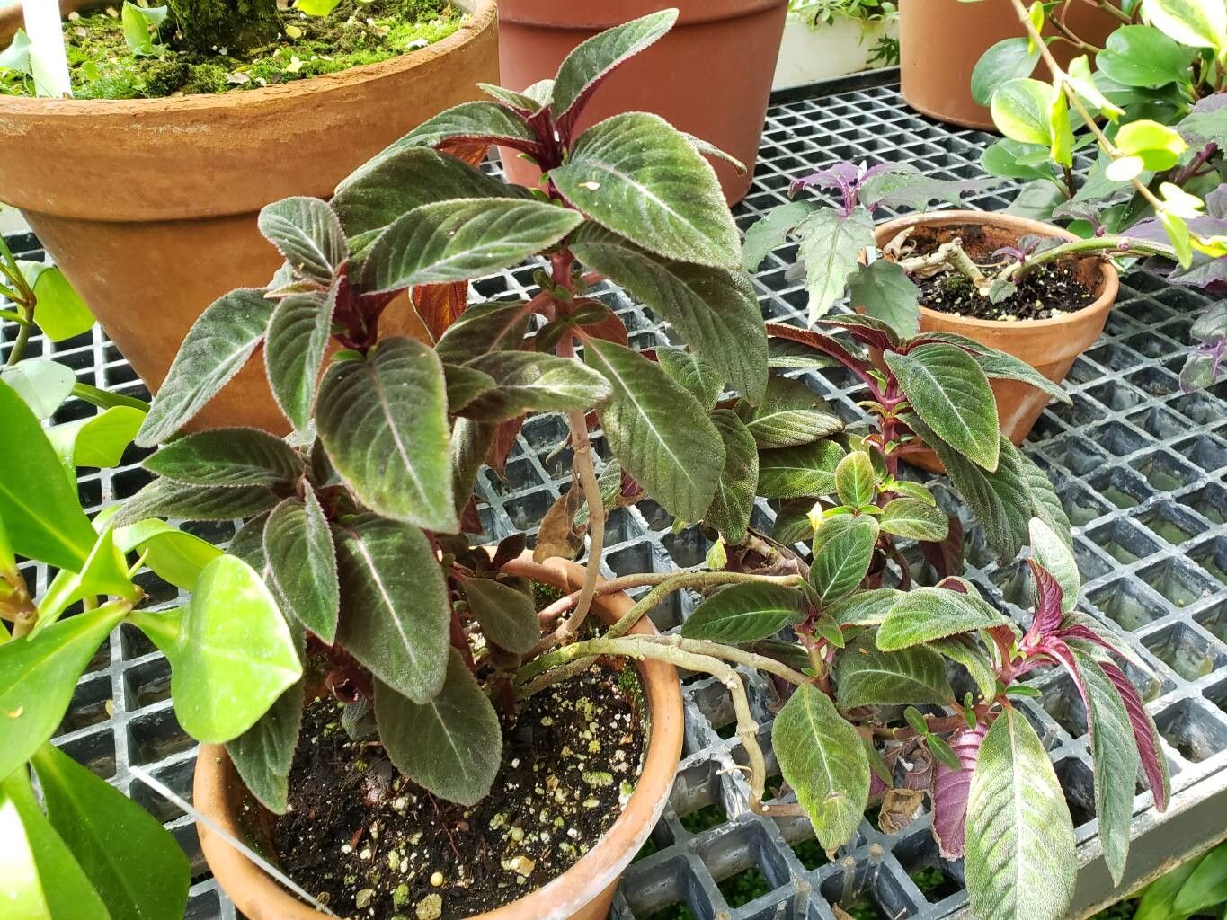 Pearcea abunda habit