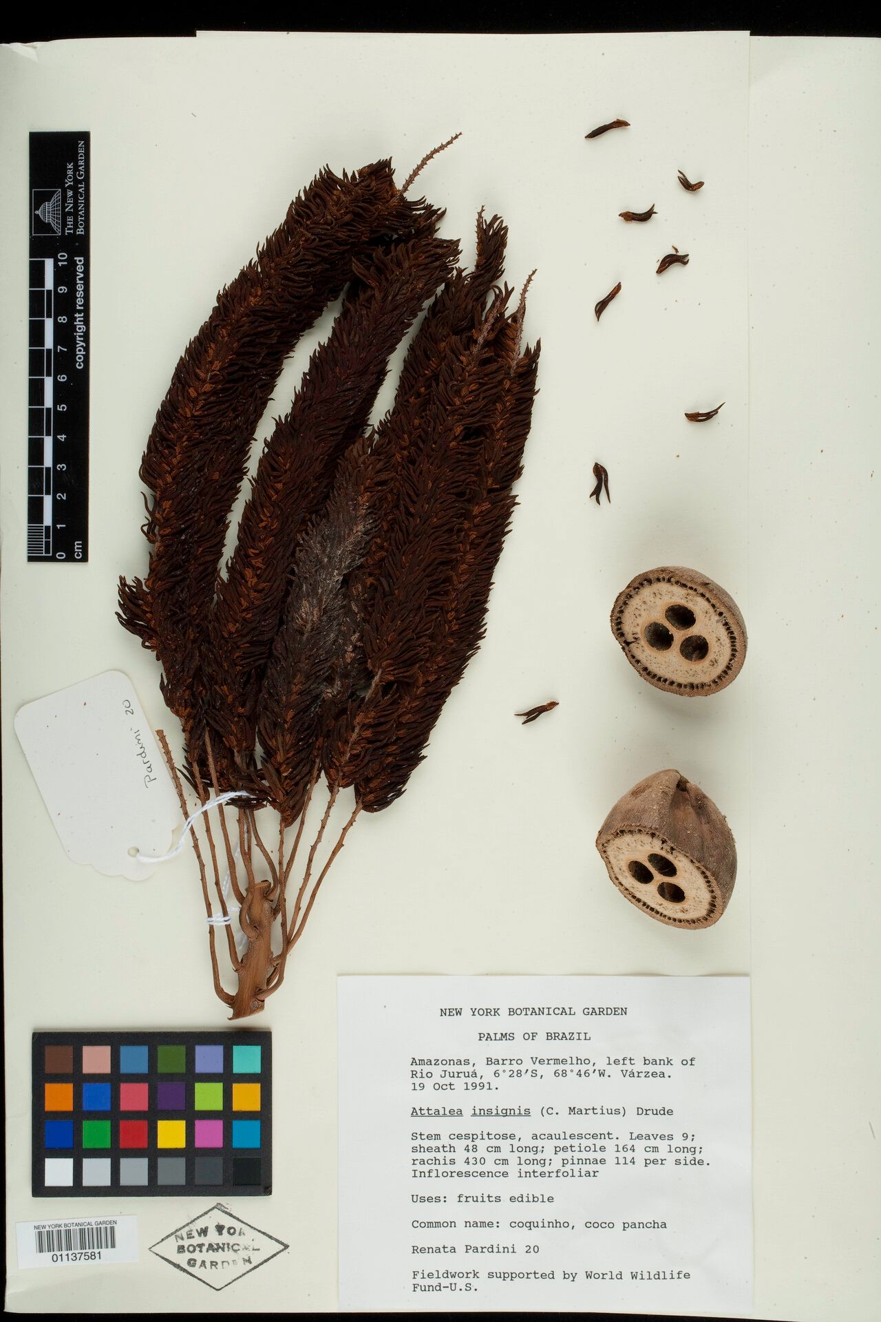 Attalea insignis fruit