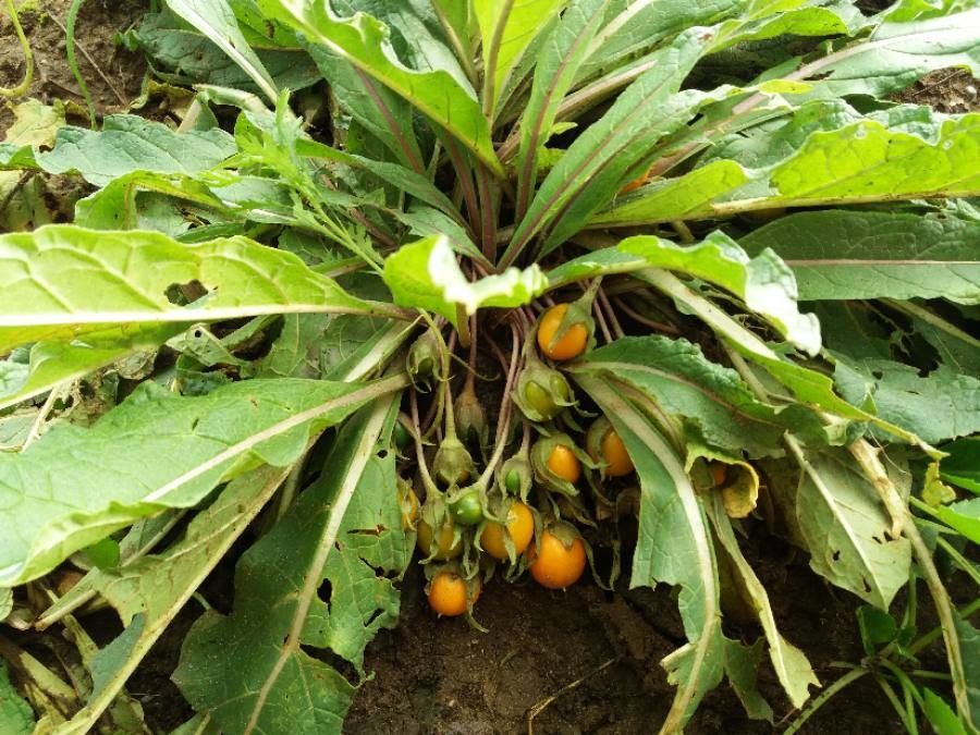 Mandragora autumnalis fruit