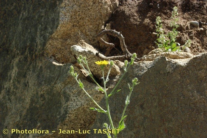 Hieracium hecatadenum flower