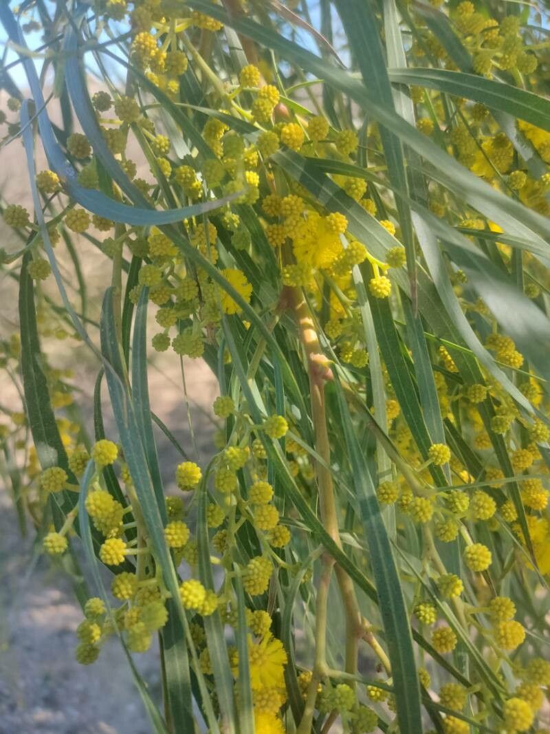 Acacia lanceolata — houseplant care guide