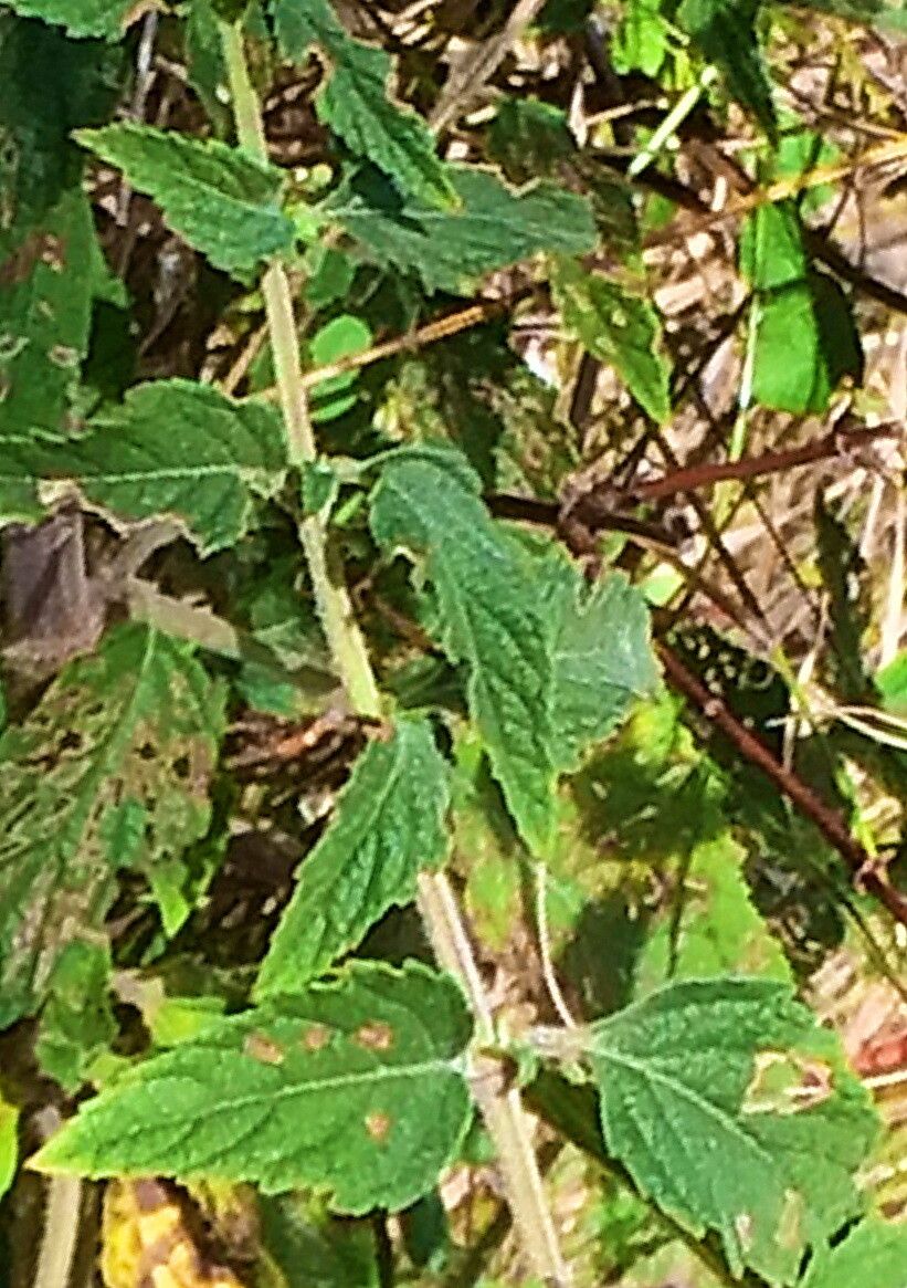 Condea floribunda — related species from the same genus