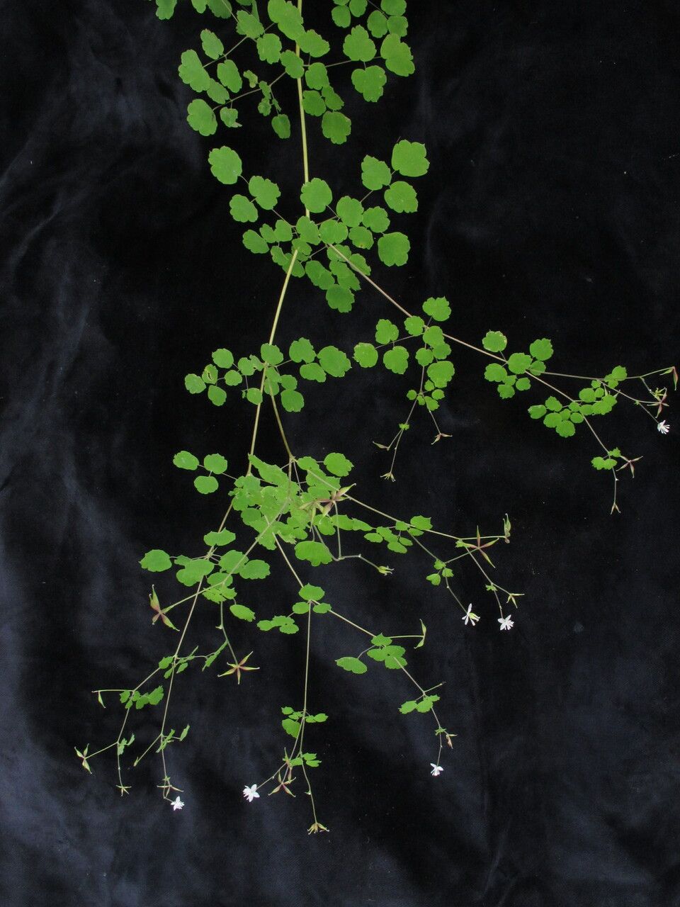 Thalictrum javanicum habit