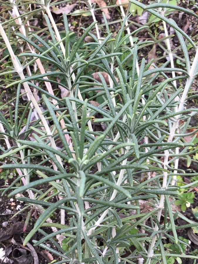 Teucrium turredanum — search result for 'Teucrium'