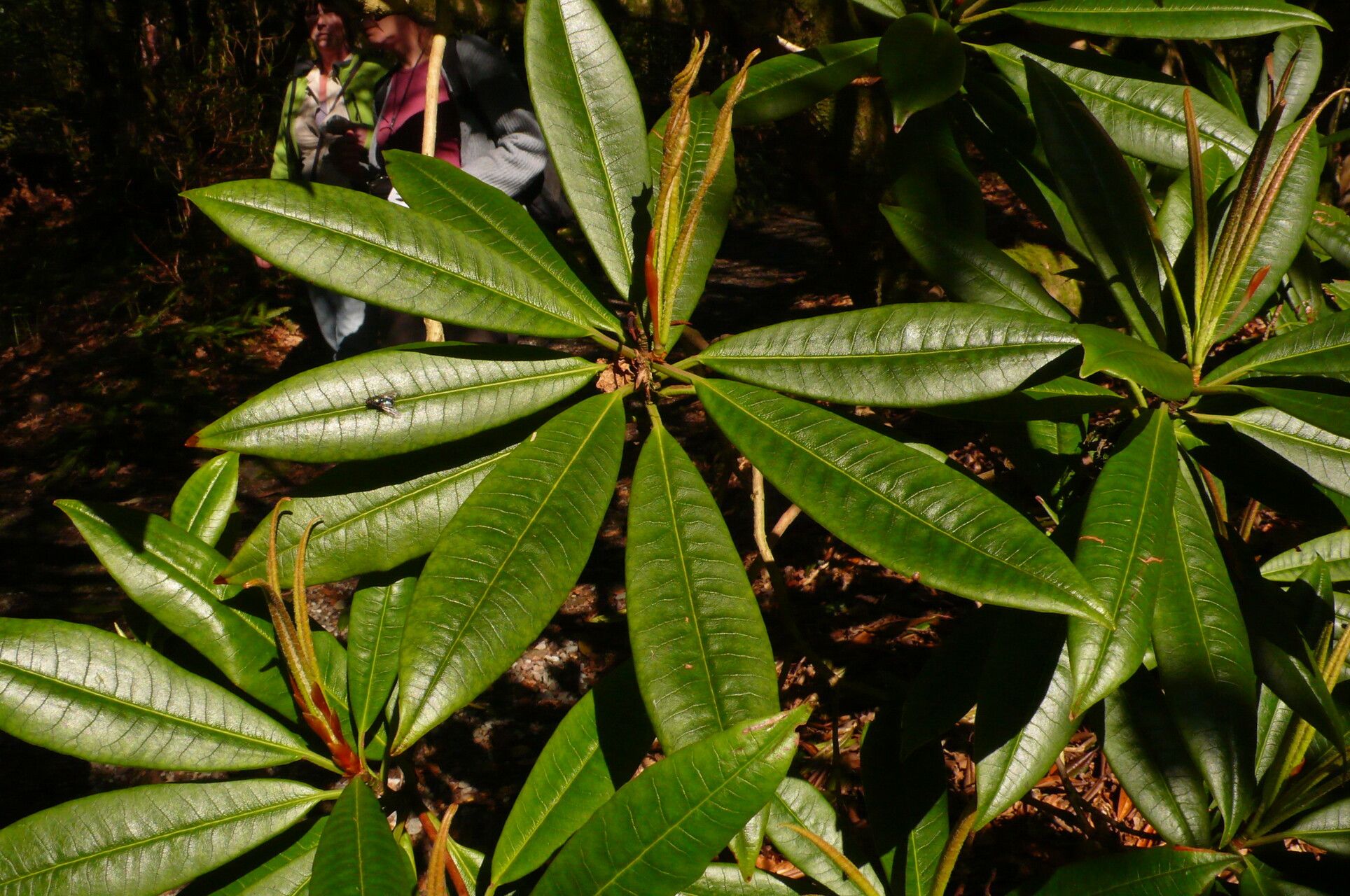 Rhododendron ramsdenianum leaf