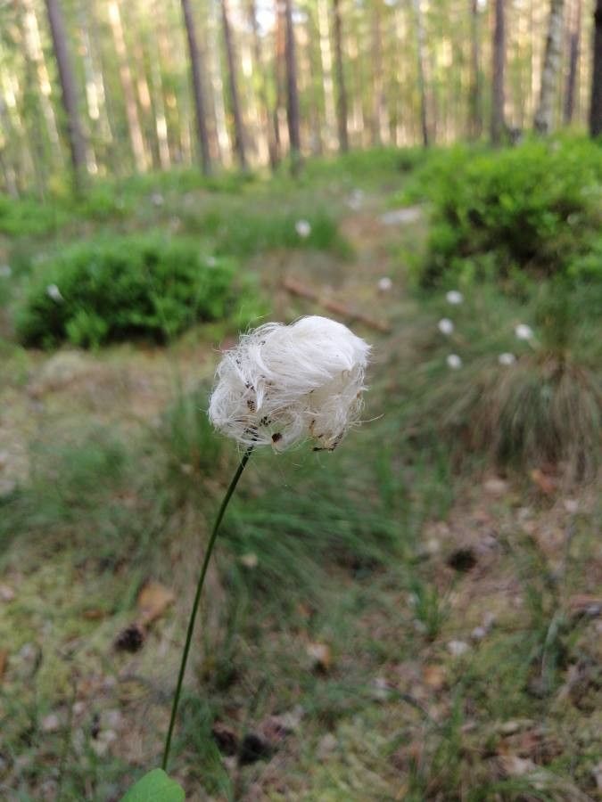 Eriophorum vaginatum flower