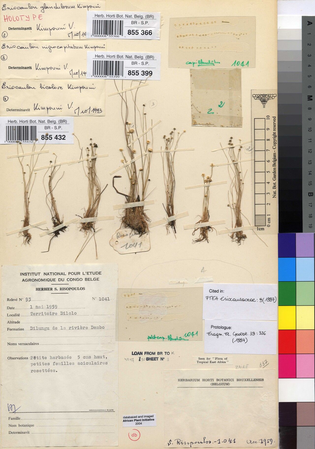 Eriocaulon glandulosum — houseplant care guide