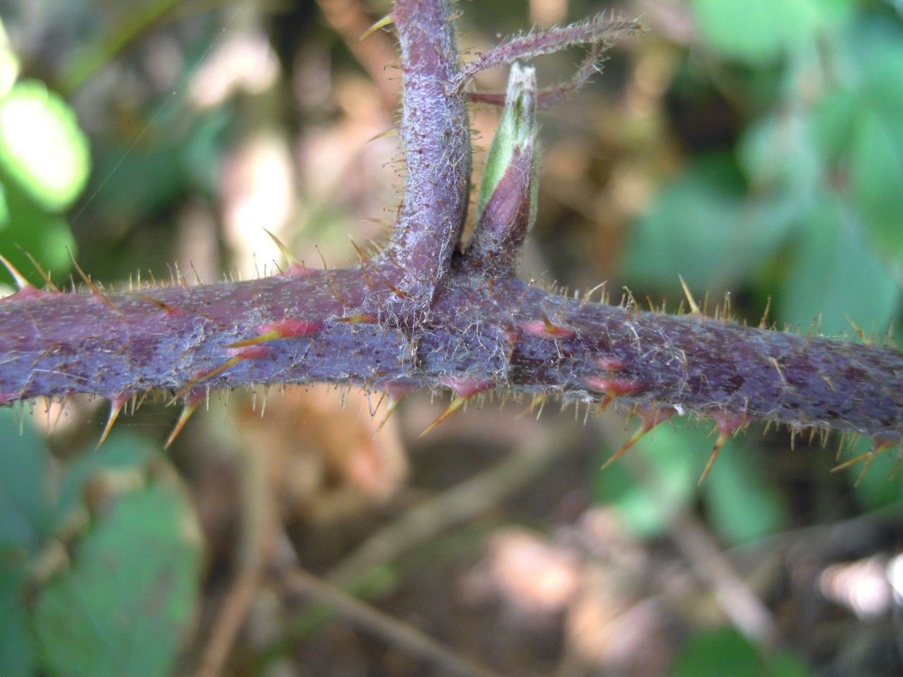 Rubus pedemontanus bark