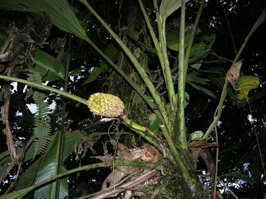 Asplundia euryspatha other