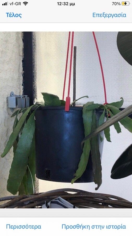 Epiphyllum pumilum leaf