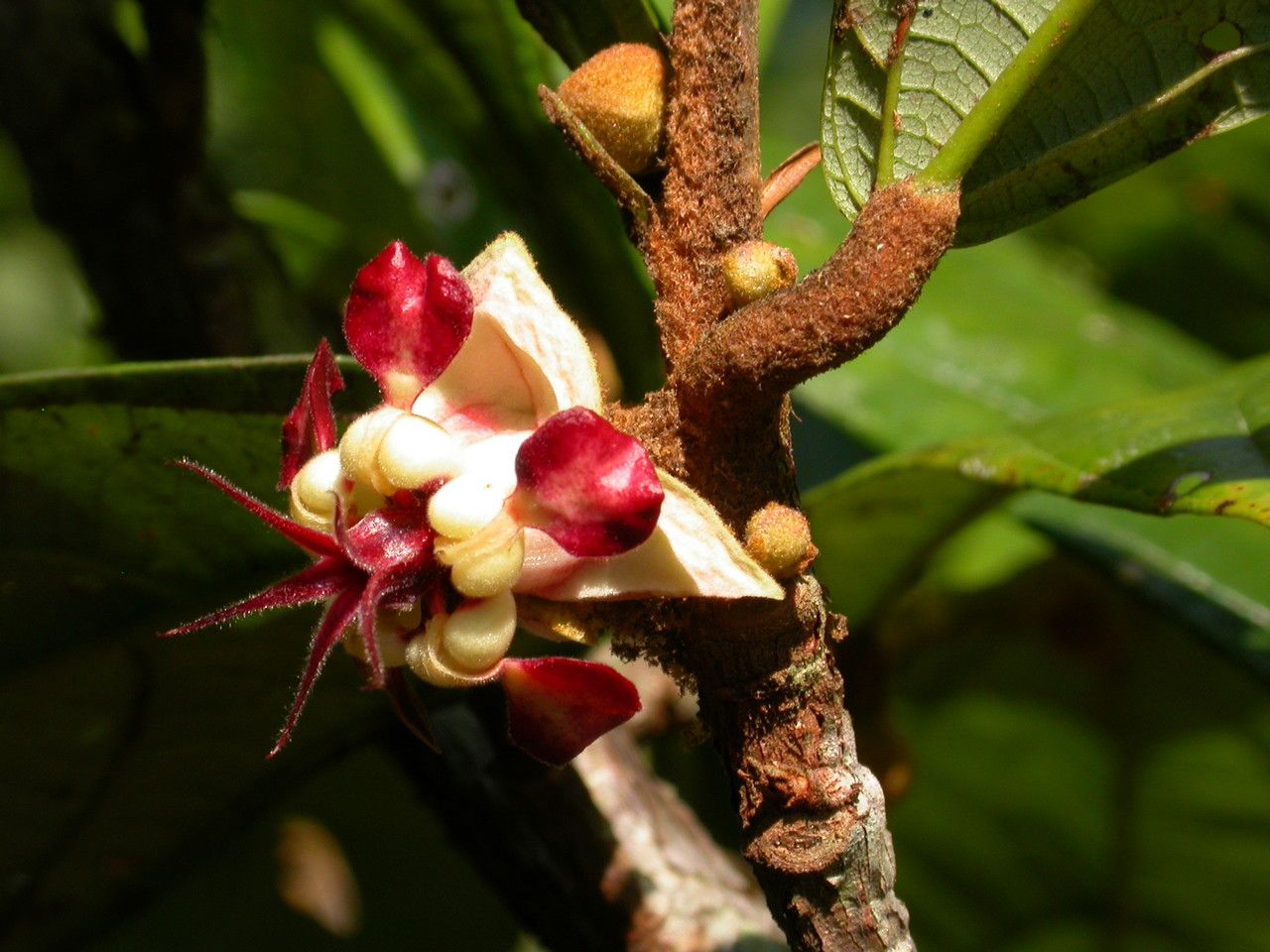 Theobroma grandiflorum flower