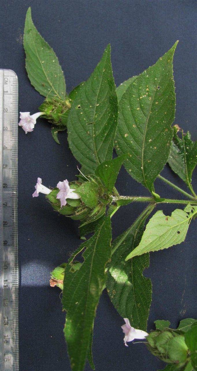 Ruellia costaricensis other