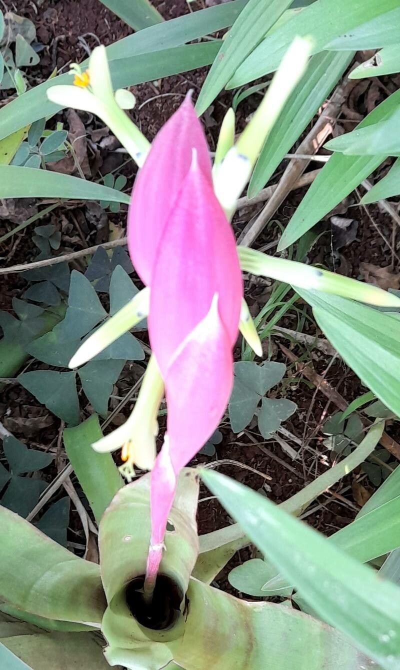 Billbergia distachya flower