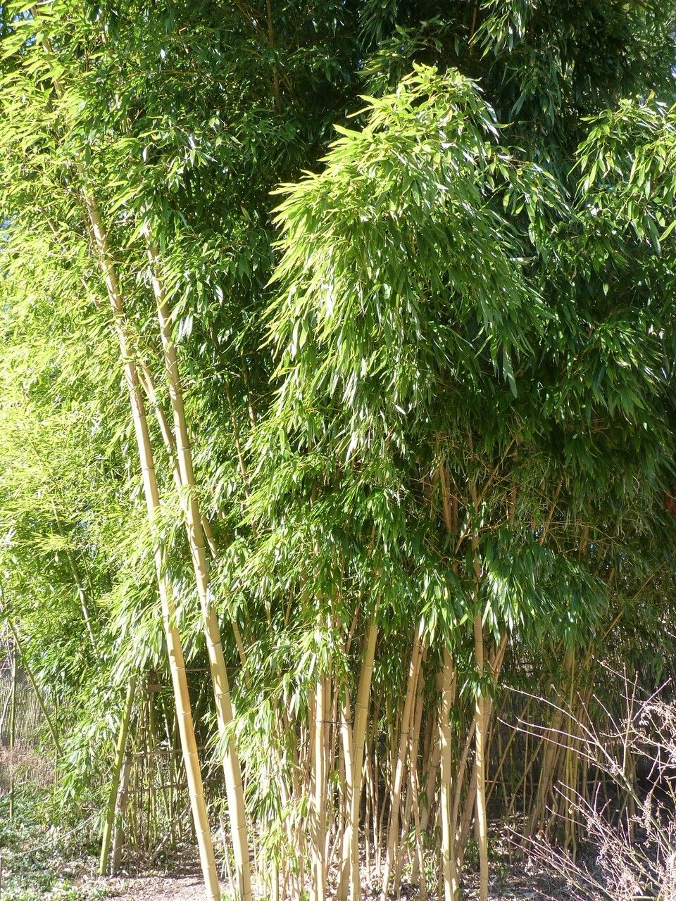 Phyllostachys bambusoides habit