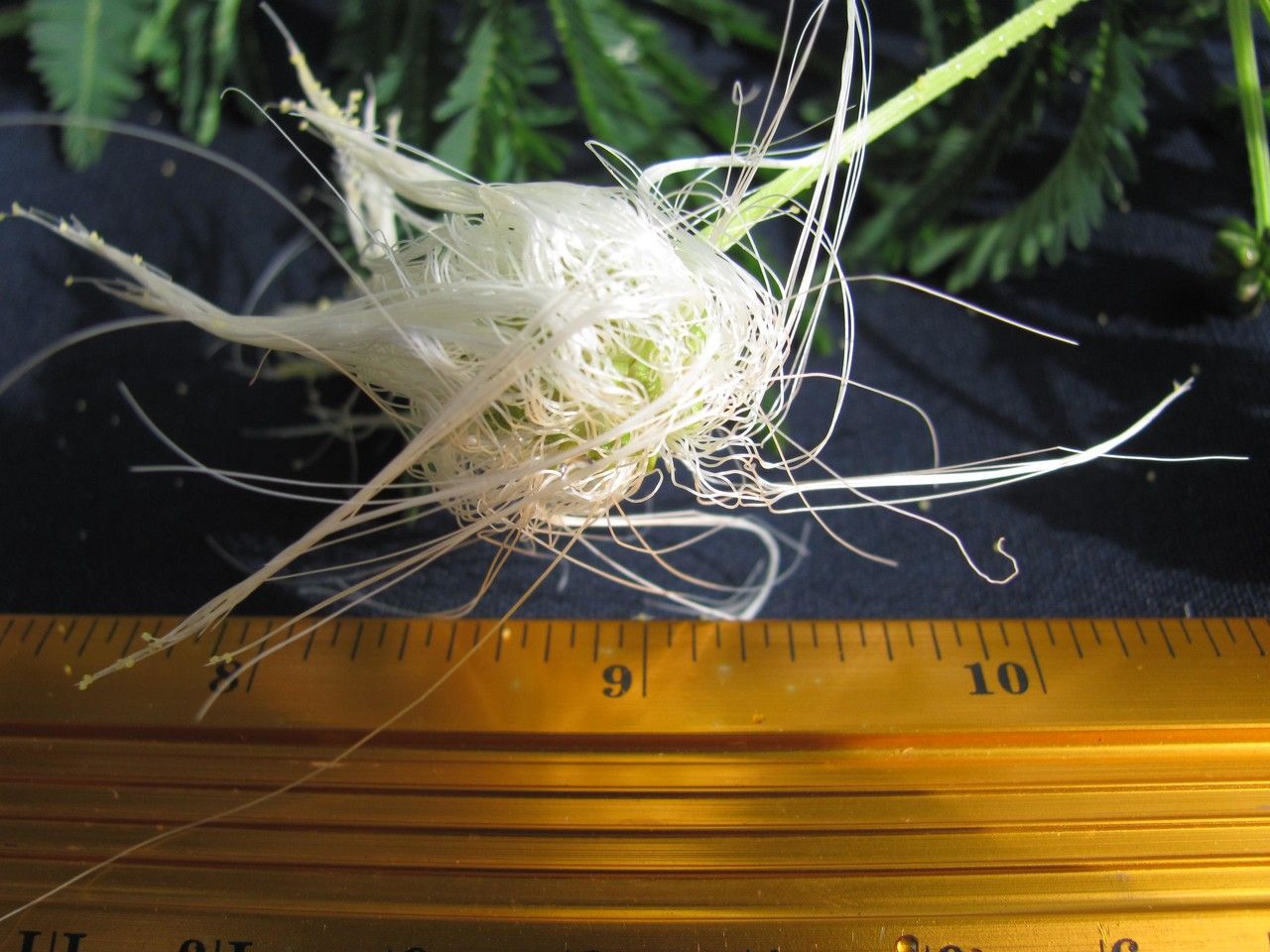 Zapoteca mollis — related species from the same genus