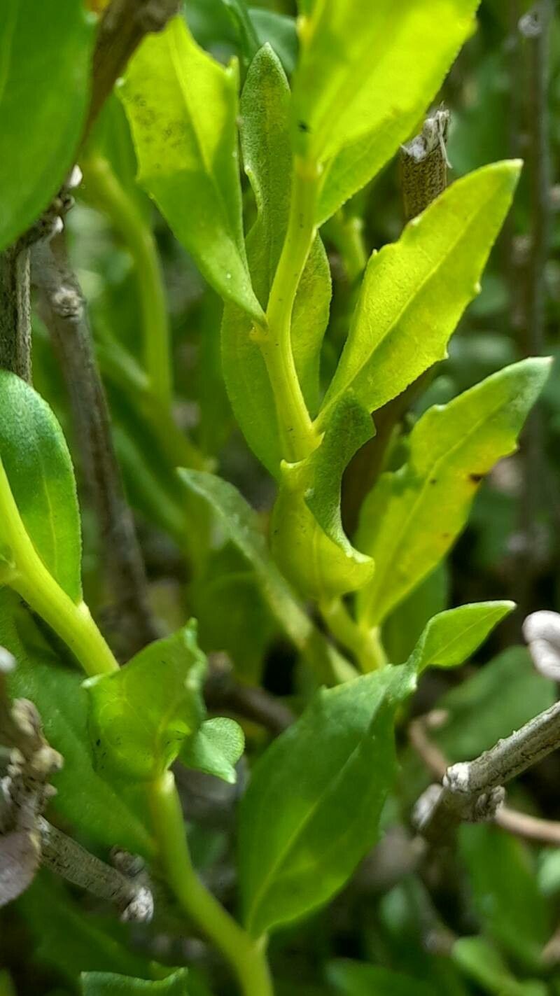 Baccharis tucumanensis — search result for 'Baccharis'