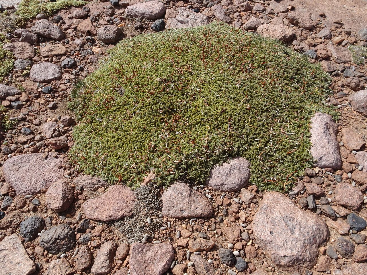 Adesmia occulta habit