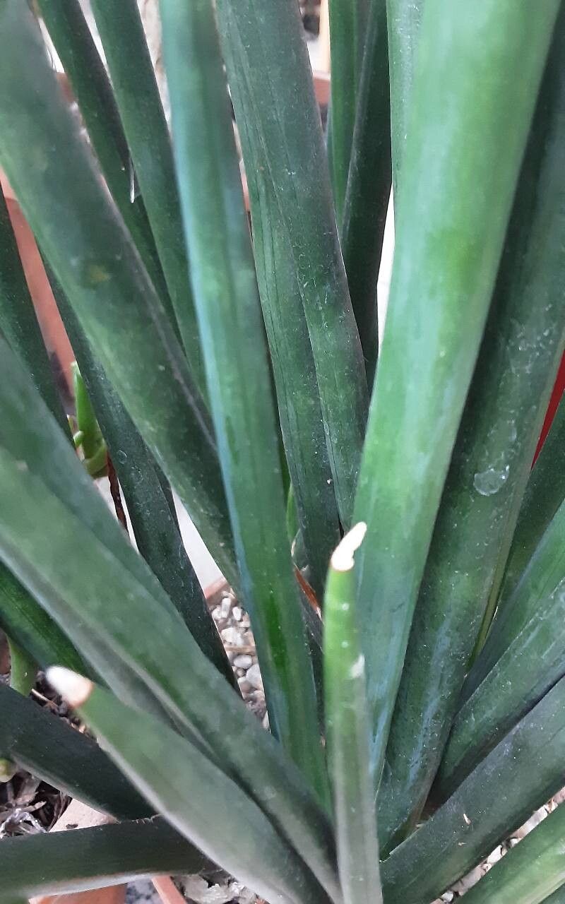 Dracaena bacularis bark