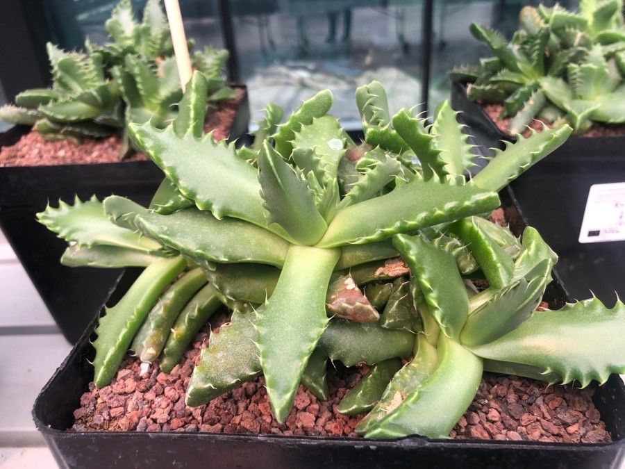 Faucaria tigrina leaf