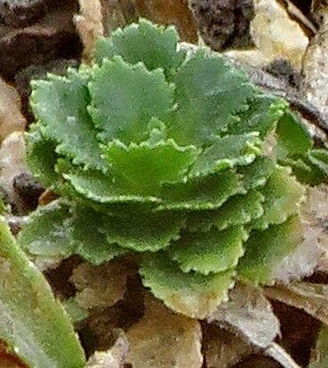 Campanula bornmuelleri — houseplant care guide