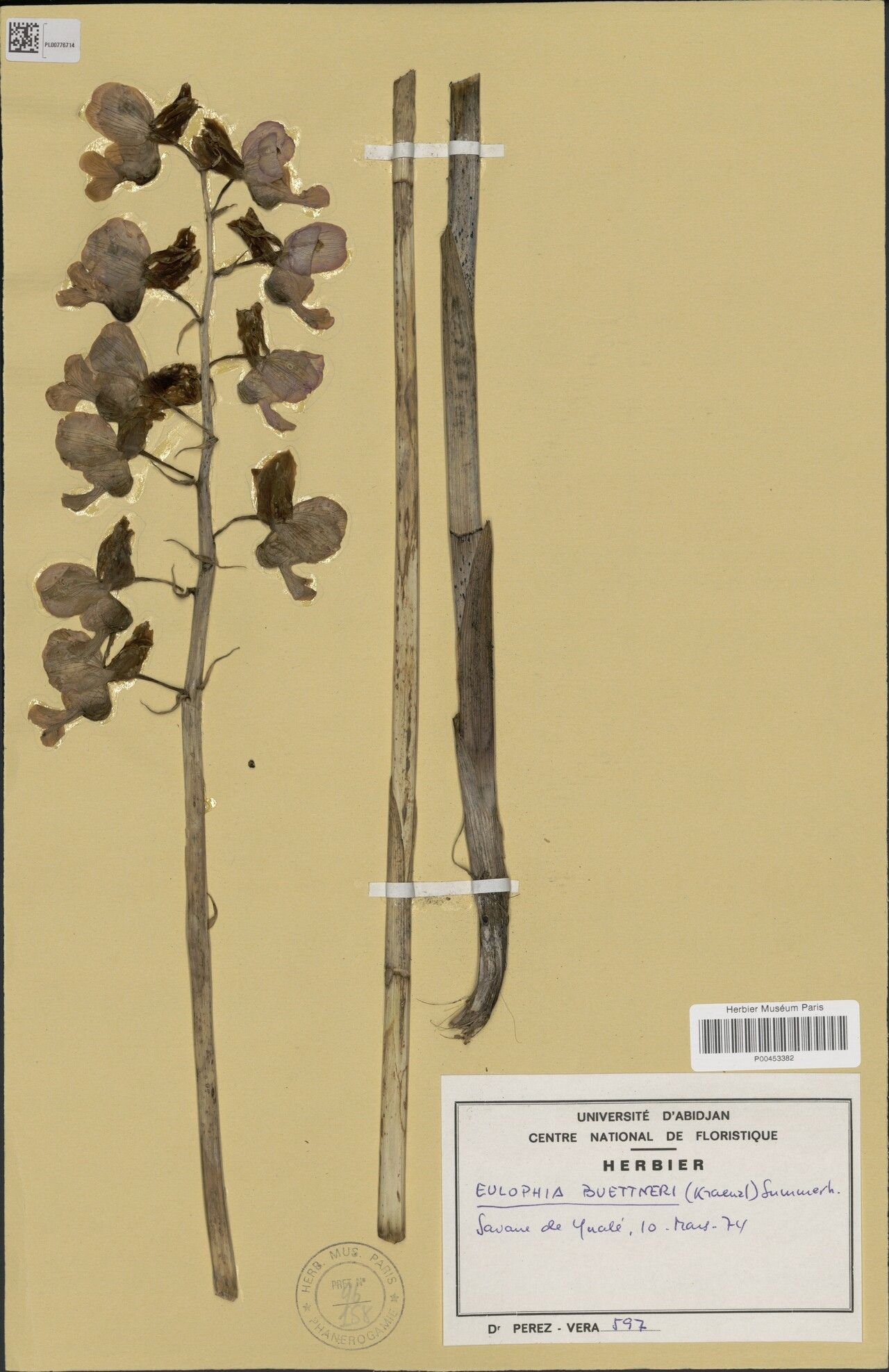 Eulophia buettneri — houseplant care guide