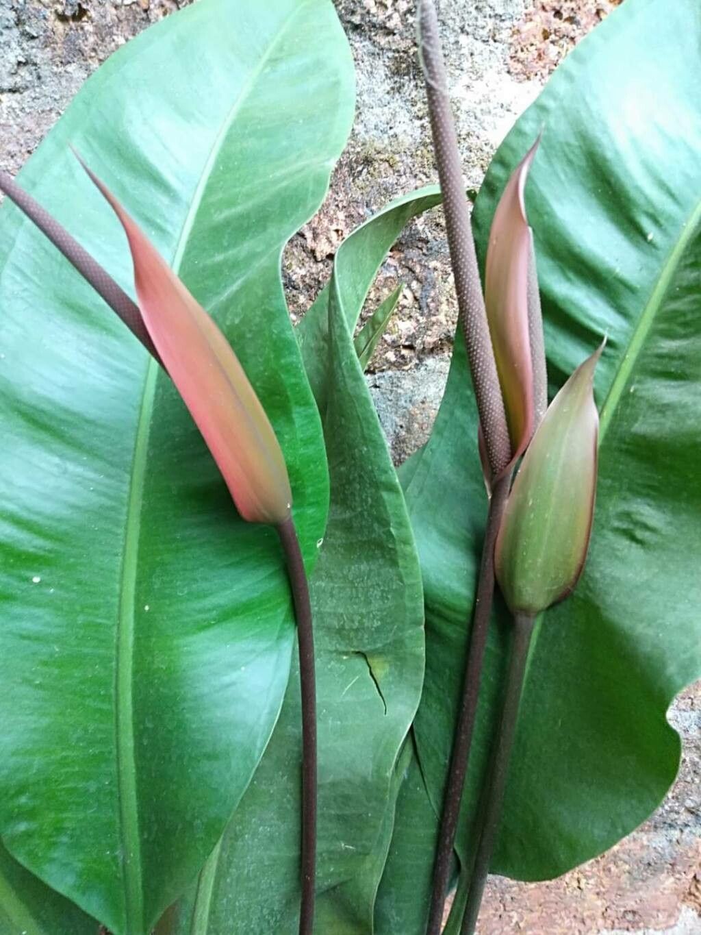 Anthurium coriaceum leaf