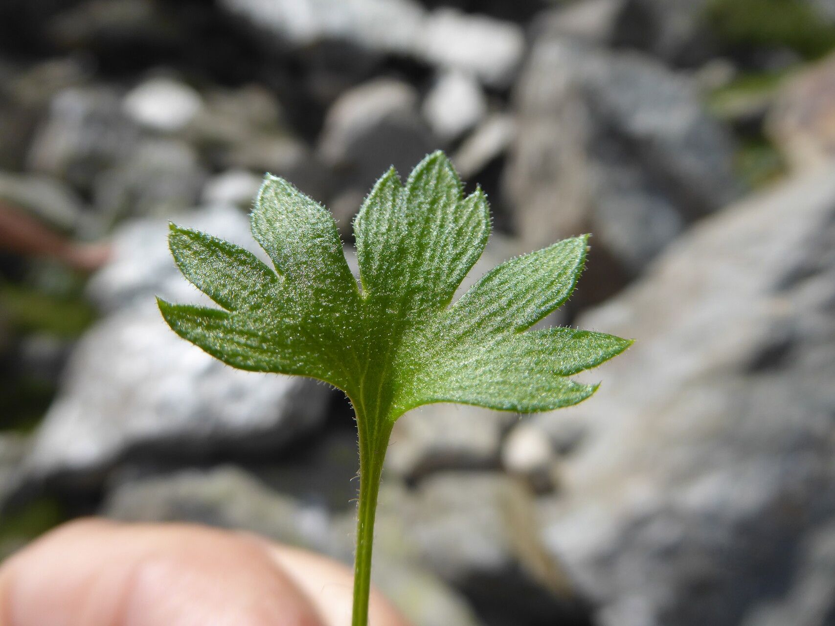 Saxifraga geranioides — search result for 'Saxifraga'