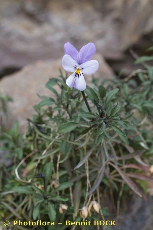 Viola palmensis habit
