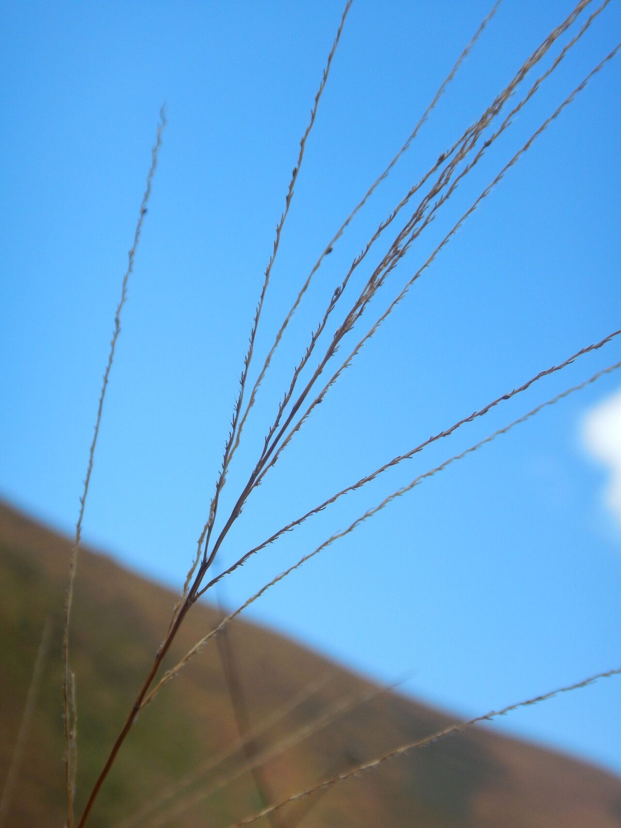 Digitaria pseudodiagonalis — houseplant care guide