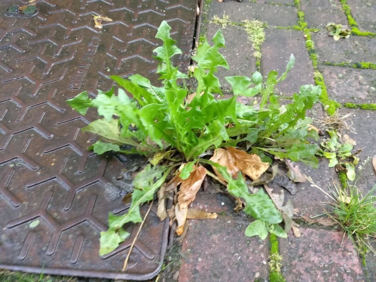 Taraxacum lacistophylloides leaf