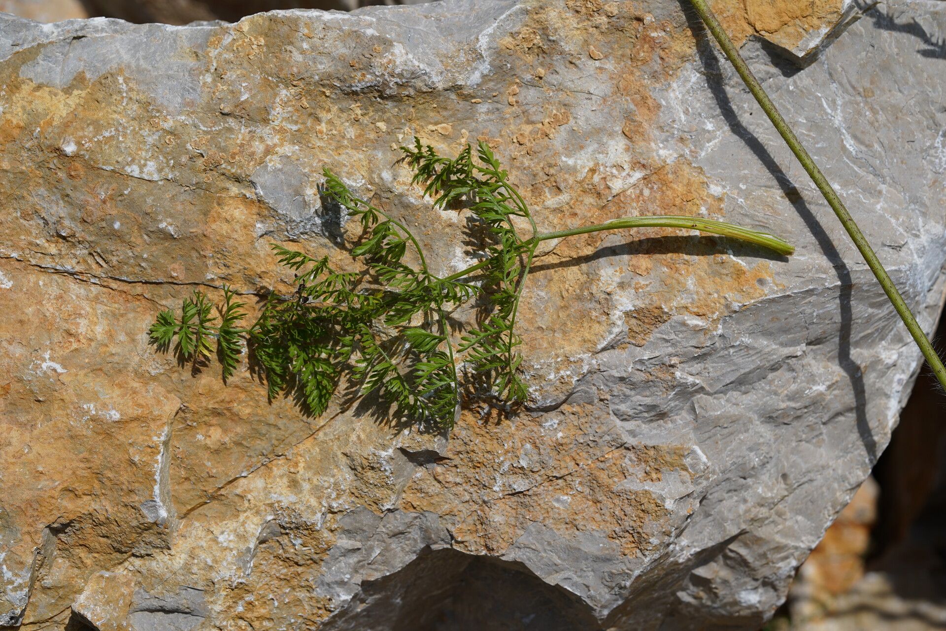 Chaerophyllum coloratum — search result for 'Chaerophyllum'