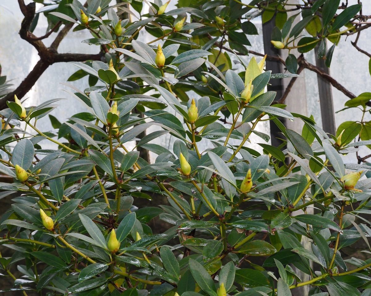 Rhododendron rarilepidotum habit