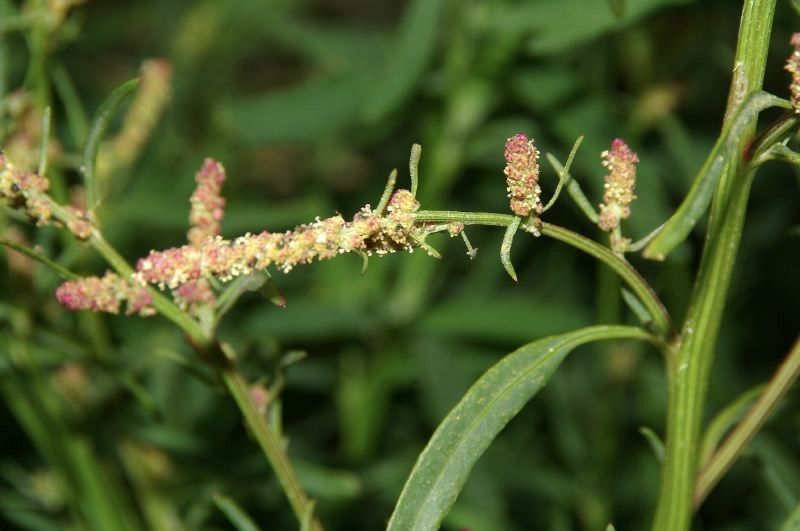 Atriplex littoralis fruit