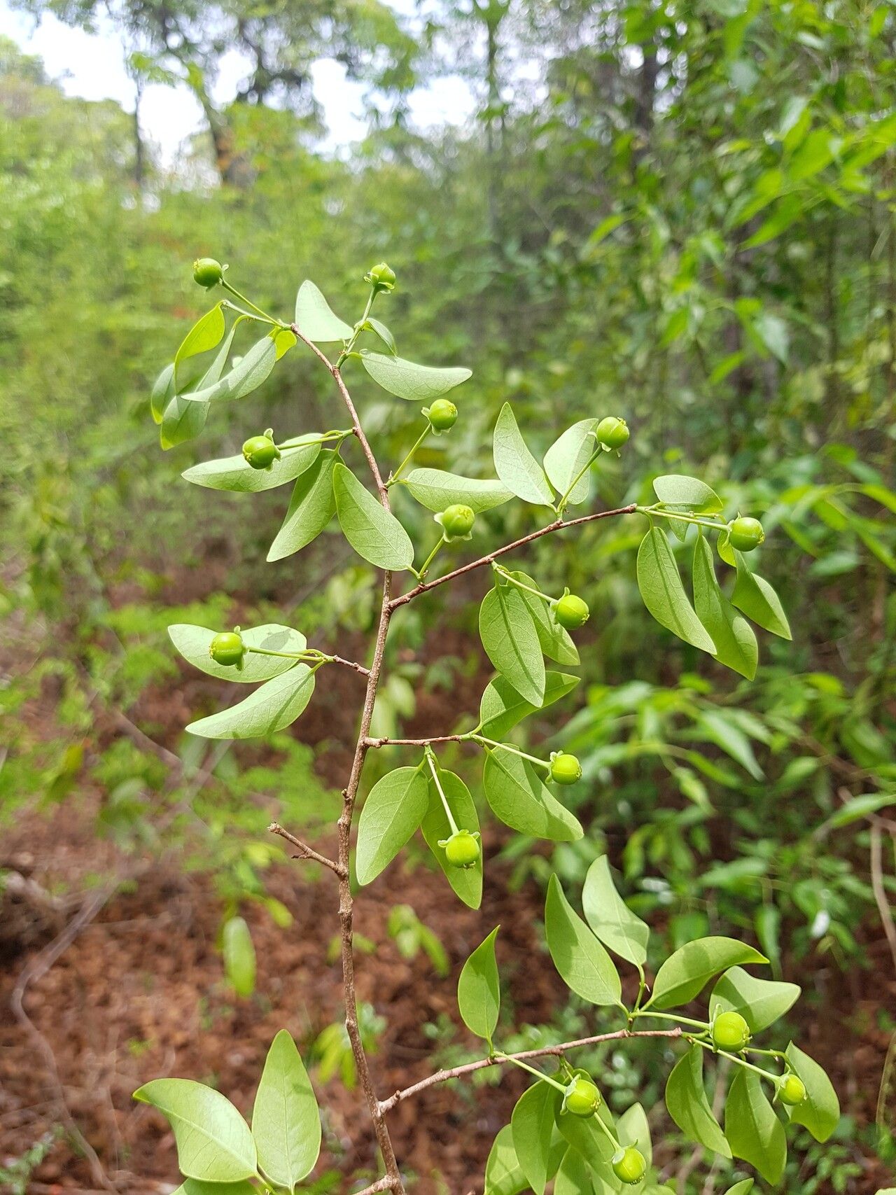 Margaritaria anomala leaf