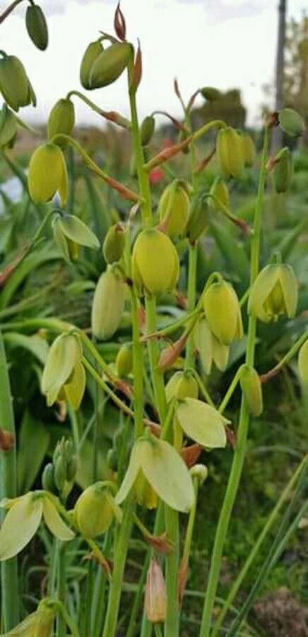 Albuca flaccida — houseplant care guide