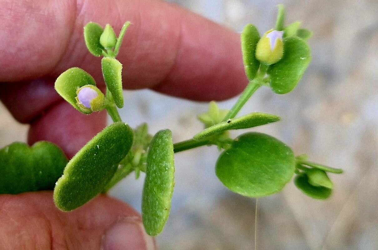 Zygophyllum mayanum flower
