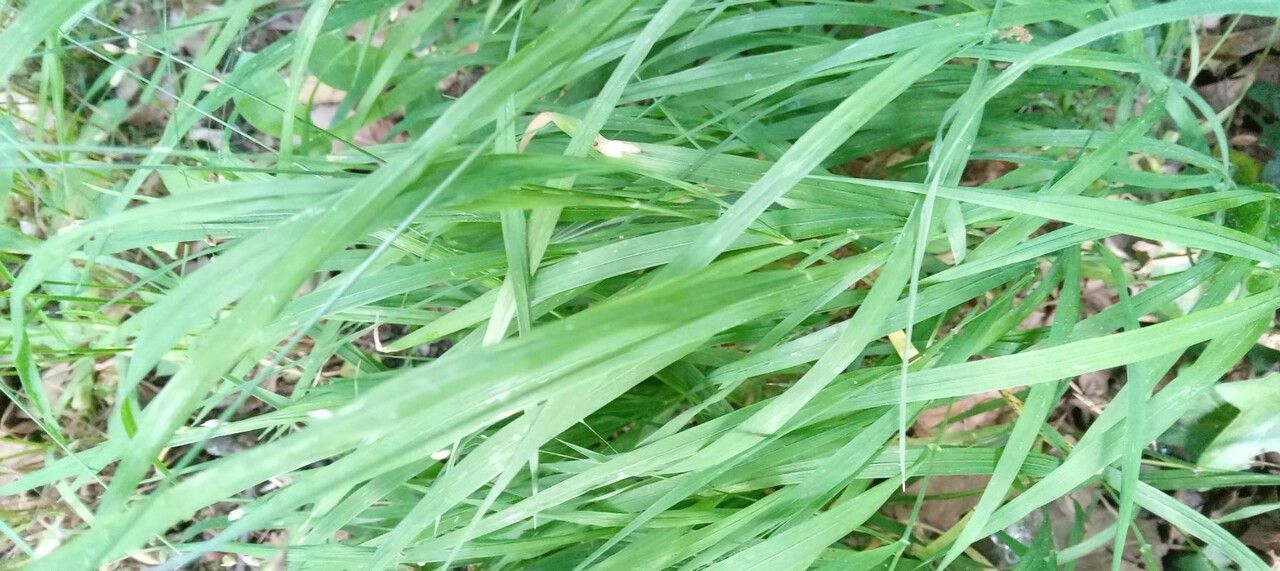 Melica uniflora — search result for 'Poaceae'