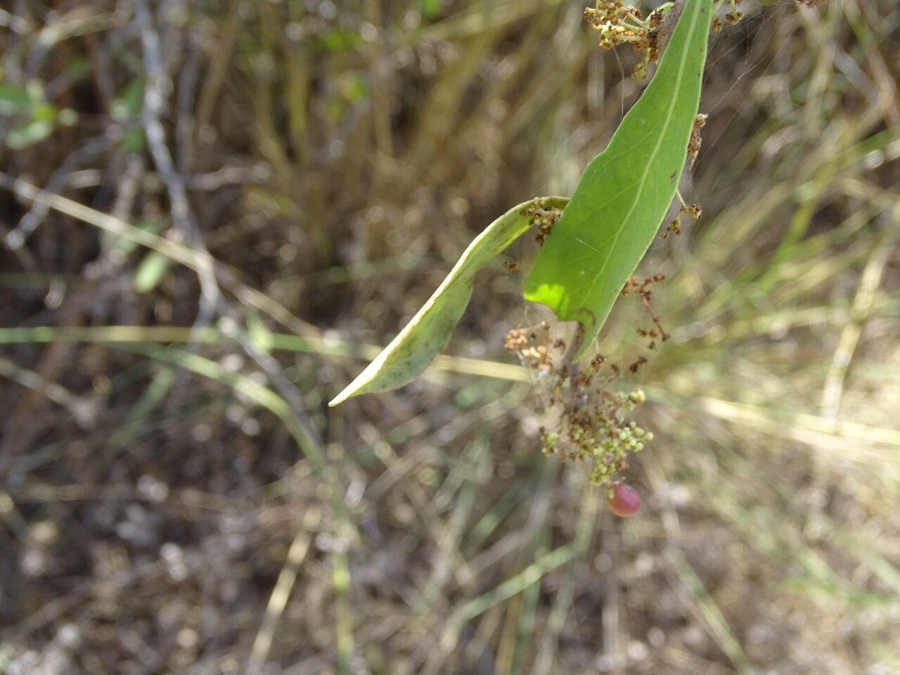 Gymnosporia senegalensis fruit
