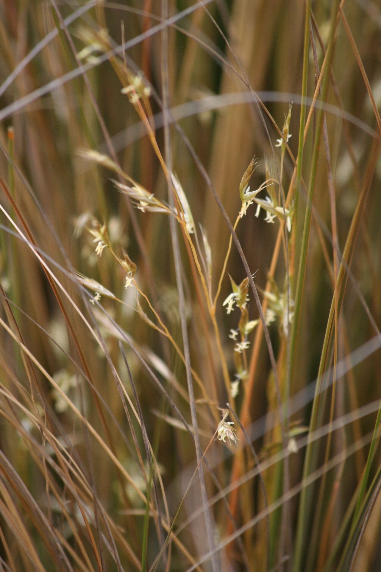 Chionochloa rubra — houseplant care guide